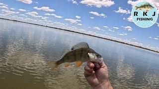 Redfin on the chew at Greens Lake (Perch fishing)