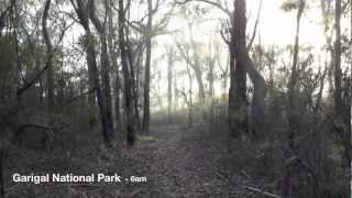 Australian Endangered Species. The Southern Brown Bandicoot.