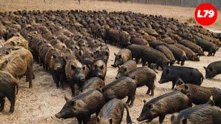 Everything About The Nearly 9,000,000 Wild Boars In America - Processing Factory