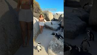 This has to be the best beach in the world #capetown #southafrica #penguins