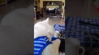 #persian #persiancat #catlover #catshorts #persiancatlove #persiancatvideos #catlovers #catvideo