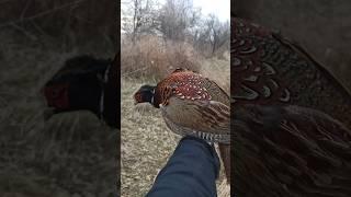 ЛОВУШКА НА ФАЗАНА СВОИМИ РУКАМИ #ловушка #охота #фазан #фазаны #subscribe