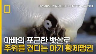 새끼를 보호하는 황제펭귄의 포근한 뱃살