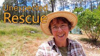 Part 11 : Solo Land Clearance, a Gift and an Unexpected Rescue