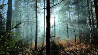 Sibelius: Tapiola, symphonic poem for orchestra Op. 112 (Segerstam, Helsingin kaupunginorkesteri)