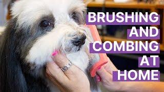 Brushing and Combing Your Small Dog at Home