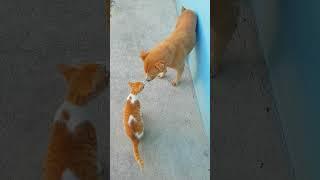 Cat and Dog Love  #shorts #shortvideo