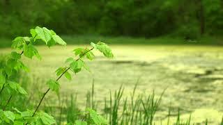 Звуки природы. Лес, озеро, птицы, жабы. Самое длинное и красивое видео на Youtube.