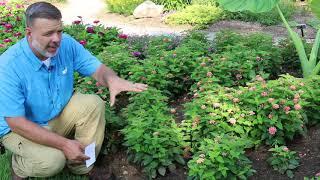 Lantana (Lantana camara) - Plant Identification