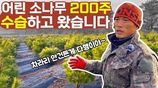 어린소나무 200주 전지! 잘 못 전지한 나무 되살리는 법!