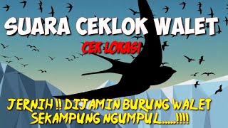 Suara CEKLOK WALET || CEK LOKASI BURUNG WALET