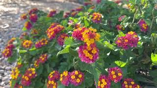 AZ Plant Reviews: Lantanas (Lantana Camara)