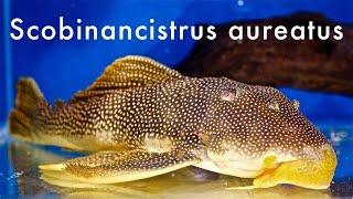 Scobinancistrus aureatus L014 - Rio Xingu