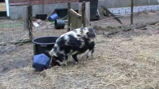 Kune Kune varkens met Activity Ball (voerbal, voerballen), hobby varkentjes