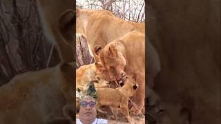 Cute  Lion family #wildlife #reaction #lionbabies #animals #safari #lioncub #lovelions #lionslover