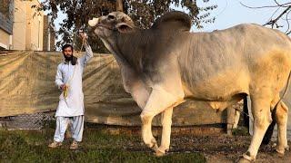 New world Record 2022 - I Met Biggest Bull In This World  ( Punjab Agri Farm )