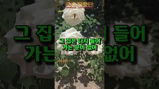 밥밖에 못한다며 구박하는 남편을 버리고 성공한 66세 어머니의 성공이야기 #노후사연 #노후성공 #성공스토리 #인생역전 #이혼후성공 #인생2막 #인생사연 #사연나라 #사연라디오