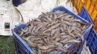 Shrimp caught with thrownet | Sungat Prawns aquaculture | Indian prawn Cultivation 1.5 ton Yield