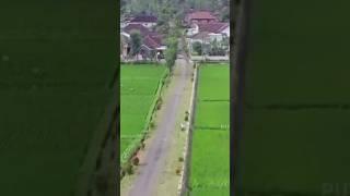 ENAK JADI ORANG DESA, KAMPUNG INDAH DI PINGGIR SAWAH #shorts #pemandangan #sawah #kampungindah