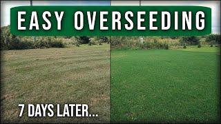 Easy Lawn Overseeding Guide // Scalp Dethatch Aerate Overseed