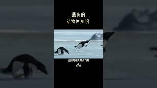 动物冷知识 2：飞翔和游泳，你选择哪个？