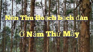 Nên thu hoạch cây bạch đàn trồng ở năm thứ mấy để đem lại kinh tế cao cho người trồng rừng .