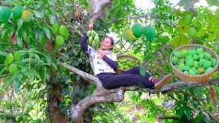 Full Video: Harvesting Forest MANGO Goes to Market Sell - Farm, Cooking, Daily Life | Tieu Lien