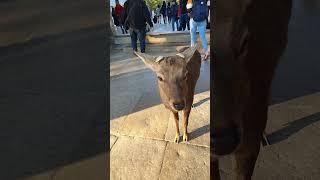 Amazing Deer #narapark #adventure #japantrip