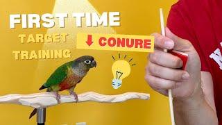 Green Cheek Conure FIRST TIME Target Training