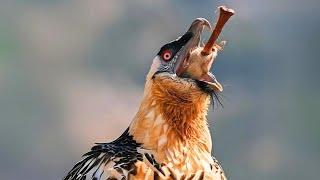 Bearded Vulture  The Bone-Eating Bird!