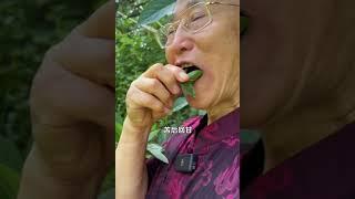 味道独特令人难忘，它是南非叶，带苦味的植物可不简单呢，快来跟爷爷了解更多