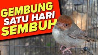 Cara Mudah dan Cepat Mengatasi Burung Prenjak Gembung