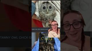 It’s owls. In towels. #owls #cute #animals #cuteanimal #funny #owlsintowels #rescue