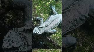 Marine Iguanas: The Ocean's Unique Lizards!