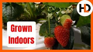 7 Years Of Hydroponic Strawberries, Here's What I Know