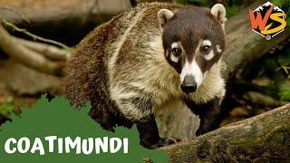 What Makes Coatimundis Unique? Fun Animal Facts Explained