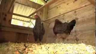 A Vet's Guide to Keeping Backyard Hens