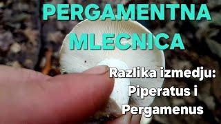 PERGAMENTNA MLECNICA-Razlika izmedju Piperatus i Pergamenus!