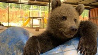 Meet Our Baby Bear, Boki - Best Surprise Ever! 