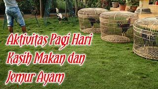 Aktivitas pagi di kandang || Kasih Makan dan Jemur Ayam