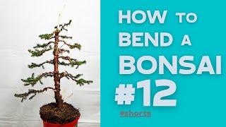 How to bend a Bonsai #12 - Picea Abies (Christmas Tree) | Bonsaifly #shorts