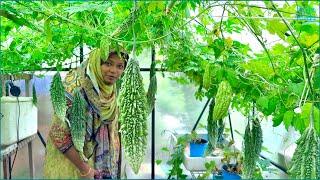  এক চিলতে বাগানে এত করল্লার ফলন! Harvested 7Kgs of Fresh Bitter Gourds