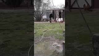 Как мы ловим курицу
