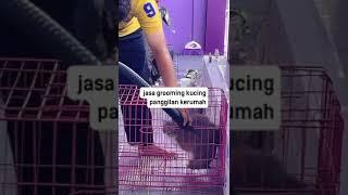 Grooming kucing Pekanbaru #catlovers #kucingabuabuyanglucu #catlover