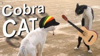 COBRA CAT - PAROLE DE CHAT