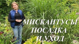 Мискантусы. Уход и посадка