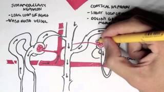 Nephrology - Kidney and Nephron Overview