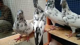 Pigeons Of Pakistan Faker Gull I Faker Gull Kaboter In Pakistan