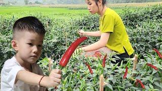 Single mother collects chili peppers to sell - Was molested by 2 bad guys | Quan Kim Lien
