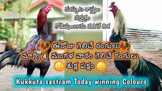 4 March 2025 Today Winning Colours// PVR Farming Channel//Kukkuta Sastram